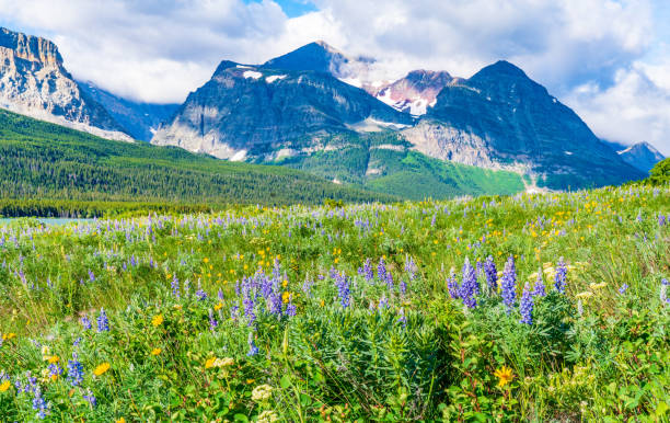 istock Wildflower Meadow in Glacier National Park 1042011912