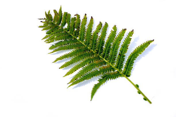 istock Green fern plant isolated on white background 1042012668