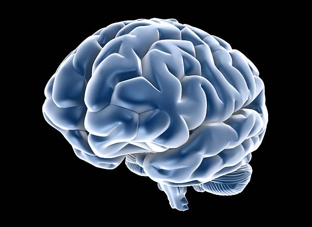 istock Illustration of a human brain diagram in blue 104201729