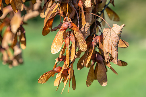 Brown leaves and seeds of a fallen sycamore tree