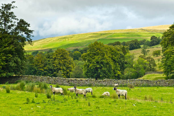 North Pennines A view of the countryside near Garrigill in Cumbria in the North Pennines. There are trees and fields in the background. pennines photos stock pictures, royalty-free photos & images