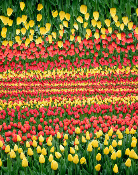 Field of tulips mirrored, abstract