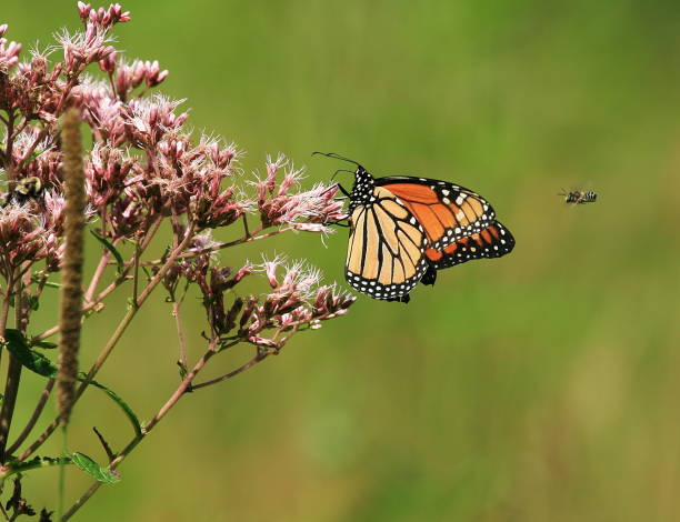 istock Monarch Butterfly feeding on o Pink Wildflower 1042024584