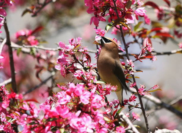 istock Cedar Waxwing Bird feeding on Pink Tree Blossoms 1042024764