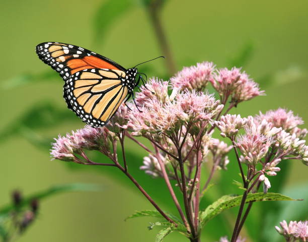 Photographed this lovely Monarch Butterfly at the Ellanor C Lawrence Park, Fairfax County, Virginia