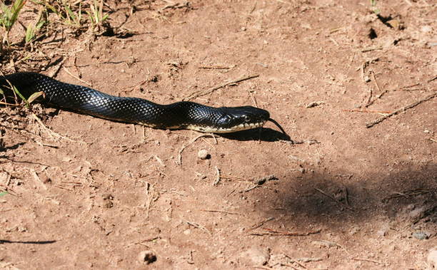 istock Northern Black Racer Snake 1042025764