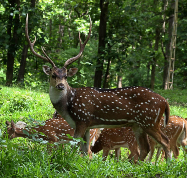 gruppe von hirschen im wald - fallow deer fawn deer fallow field stock-fotos und bilder