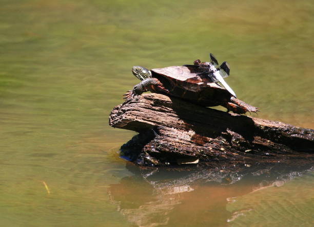 istock Whitetail Dragonfly resting on an Eastern Painted Turtle 1042025794