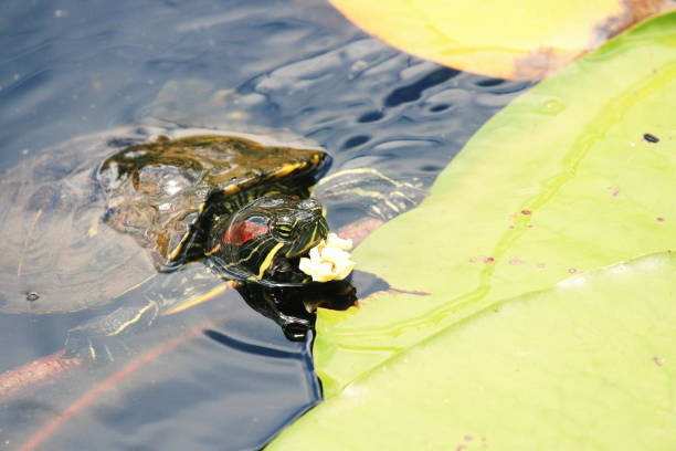 istock Red-eared Slider Turtle having a snack of Popcorn 1042025876
