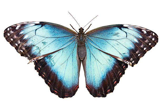 papillon isolé avec un tracé de détourage sur fond blanc - blue silk morpho butterfly photos et images de collection