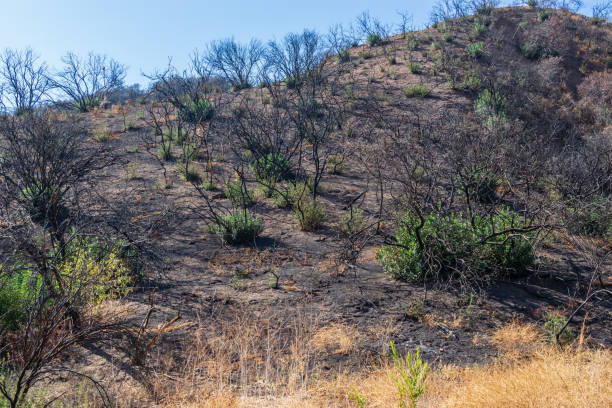 Burned hillsides from fire Hillsides in Southern California mountains with burned trees, shrubs, and grass from a forest fire damaging the environment autumn field tree mountain stock pictures, royalty-free photos & images