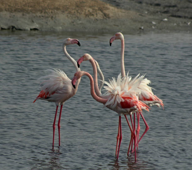 istock a group of flamingo 1042030474