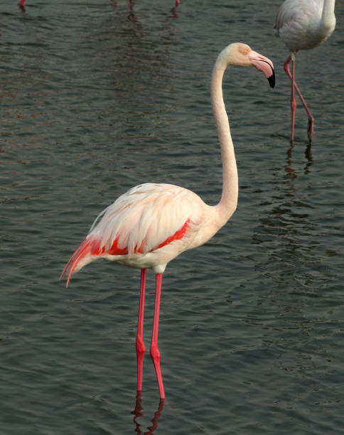 istock The greater flamingo 1042030494