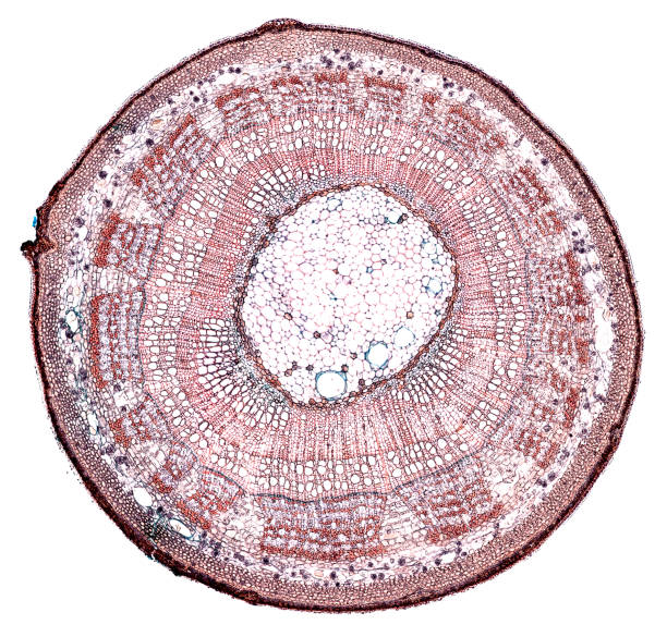 istock tilia stem - cross section cut under the microscope 1042030838