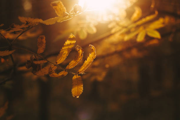 istock autumn forest trees yellow foliage 1042031090
