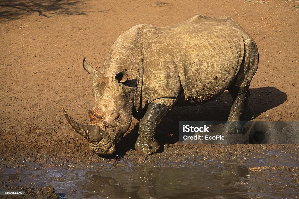 White rhinoceros  Africa Stock Photo