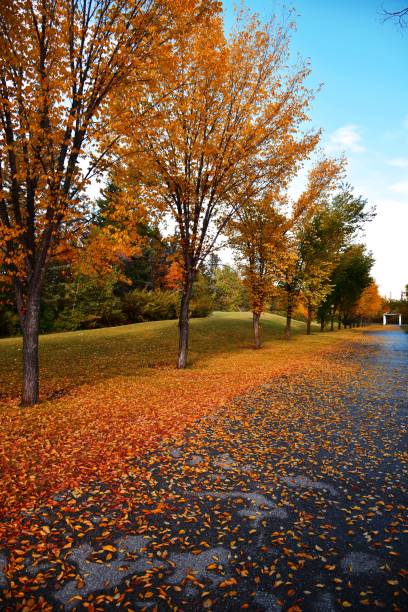 istock Beautiful Autumn or Fall landscap in Calgary Canada 1042033782