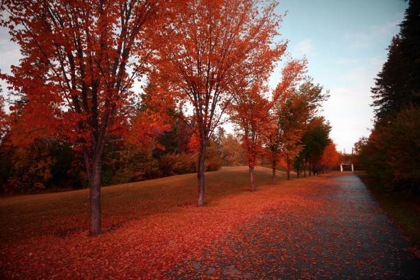 istock Poster perfect beautiful autumn or fall  color collection 1042033784