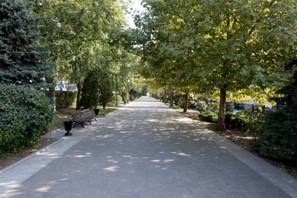istock shady alley with maple trees 1042034452