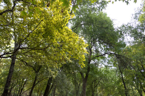 istock view of the sky through the foliage 1042034808