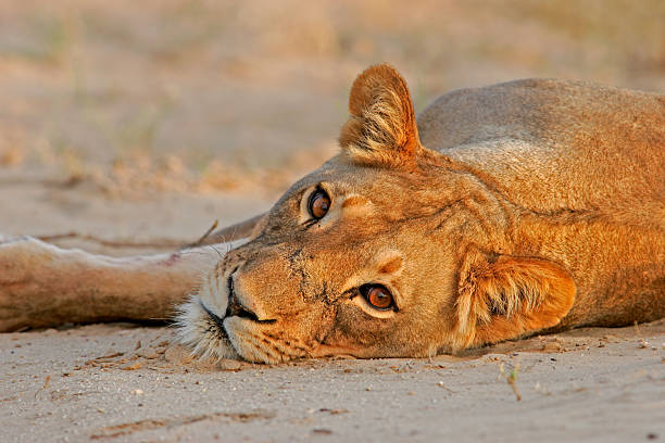 istock Lioness resting in the sand at sunset 104203644