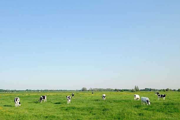istock Group of holstein cows in a meadow 104203867
