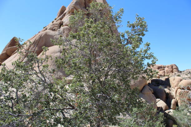 istock QUERCUS CORNELIUS-MULLERI JOSHUA TREE NATIONAL PARK SRT 1042038832