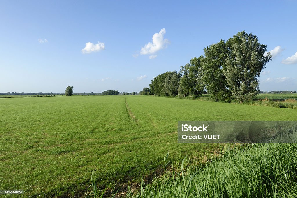 Campo de verano con árboles - Foto de stock de Agricultura libre de derechos