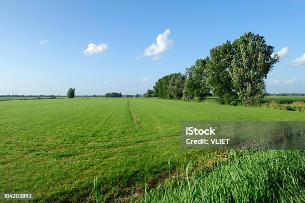 Campo De Verano Con Árboles Foto de stock y más banco de imágenes de Agricultura - Agricultura, Aire libre, Ajardinado