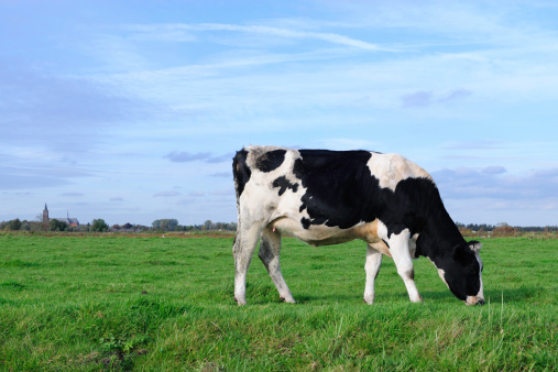 Lying cow relaxing in the meadow, happy in green grass, seen from the front under a blue sky  and with copy space