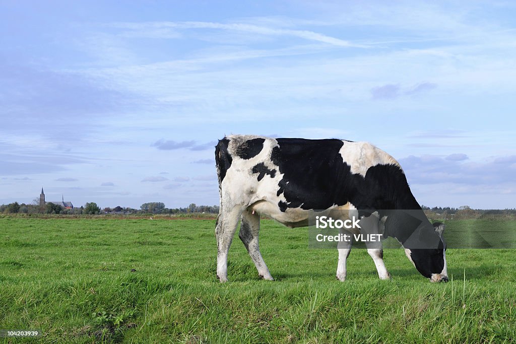 Holstein em um Prado - Foto de stock de Gado Doméstico Bovino royalty-free