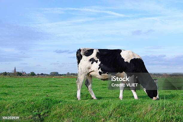 Foto de Holstein Em Um Prado e mais fotos de stock de Gado Doméstico Bovino - Gado Doméstico Bovino, Fêmea de mamífero, Comer