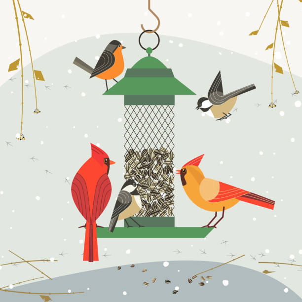 Bird feeding icon-1 Cute birds poster. Red Northern cardinal, chickadee robin comic cartoon. Minimalism simplicity design. Winter bird feeding by sunflower seeds in feeder. Bird watching background. Vector illustration animals feeding stock illustrations