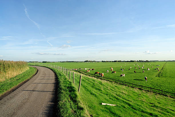 Keukenhof, Netherland - Apr 29, 2024: Cows raised in farming area in Keukenhof on green pasture