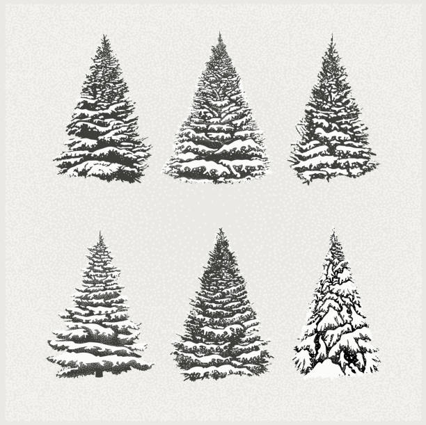 Set of Christmas Trees Layered illustration of christmas snowed trees (spruces, pines and firs). Global colors. Easy to use. coniferous tree illustrations stock illustrations