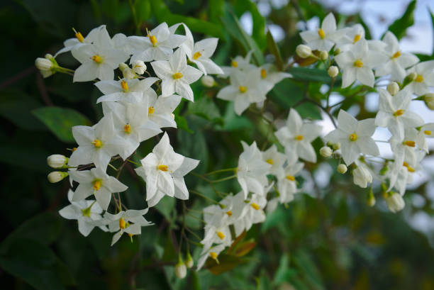White Flowers Of False Jasmine Nightshade Stock Photo - Download