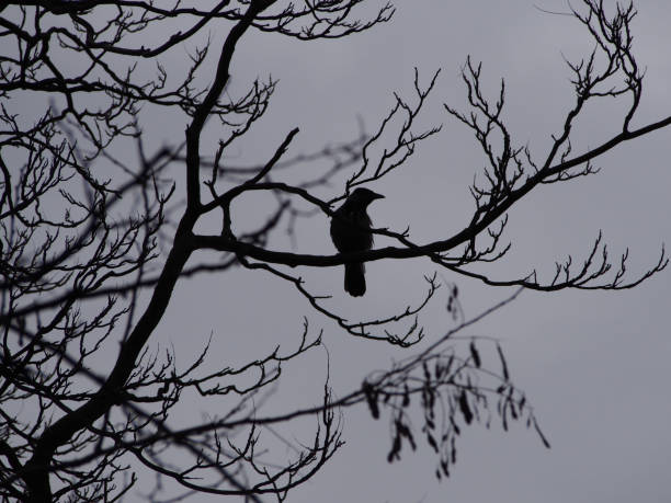istock black crow in silhouette looking down from the branches of a bare winter tree against a grey sky 1042049728