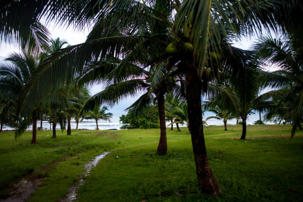 istock Dark tropical landscape, palm trees on the ocean coast 1042050458