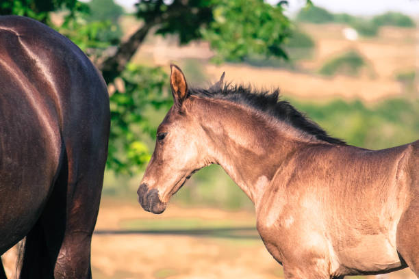 istock Texas Livestock Animals 1042051030