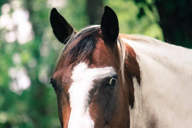 istock Texas Livestock Animals 1042051206