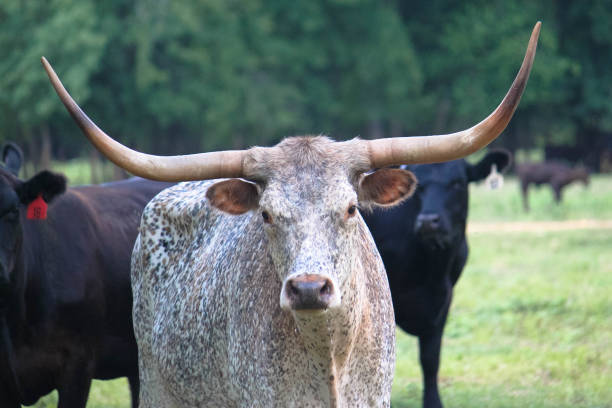 istock Texas Livestock Animals 1042051244