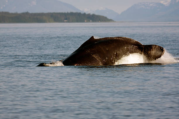 istock Humpback Whale Series Of Shots 104205372