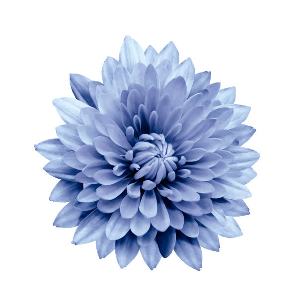 istock Light blue flower dahlia  on a white isolated background with clipping path.   Closeup.  no shadows.  For design.  Nature. 1042053762