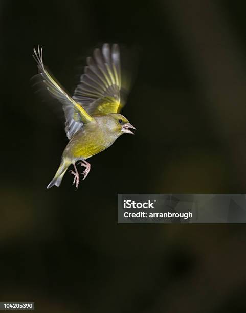 Greenfinch En Vuelo Foto de stock y más banco de imágenes de Verderón europeo - Verderón europeo, Volar, Aire libre