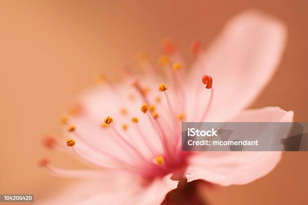 Rosa Flor De Cerejeira Closeup - Fotografias de stock e mais imagens de Ao Ar Livre - Ao Ar Livre, Beleza natural, Botânica - Ciência de plantas