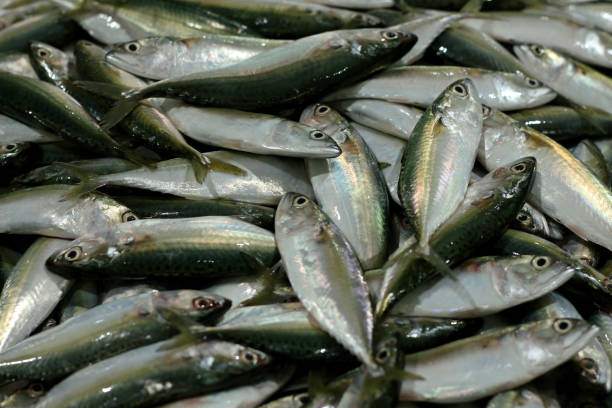 istock mackerel for sell in the market 1042054918