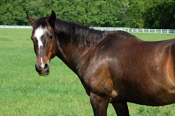 Alert stallion in a springtime meadow