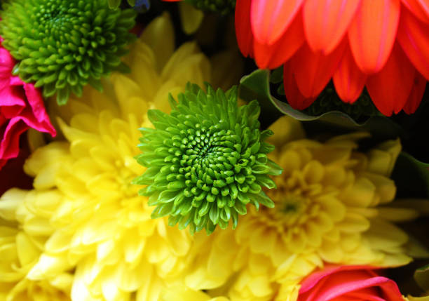 Flower bouquet isolated on the dark background