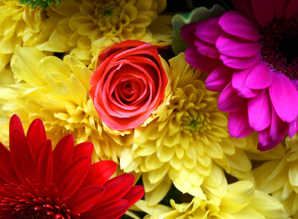istock Colourful selection of flowers 1042062900