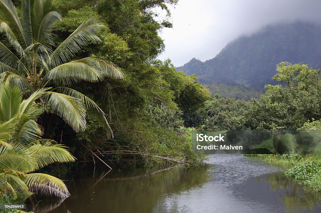 Foresta delle Hawaii - Foto stock royalty-free di Acqua